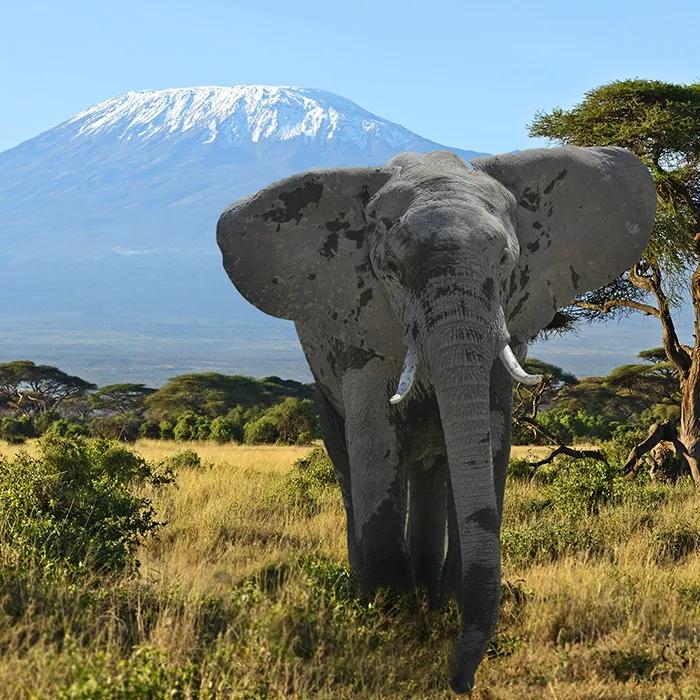 Elephant set against a snow-capped Kilimanjaro
