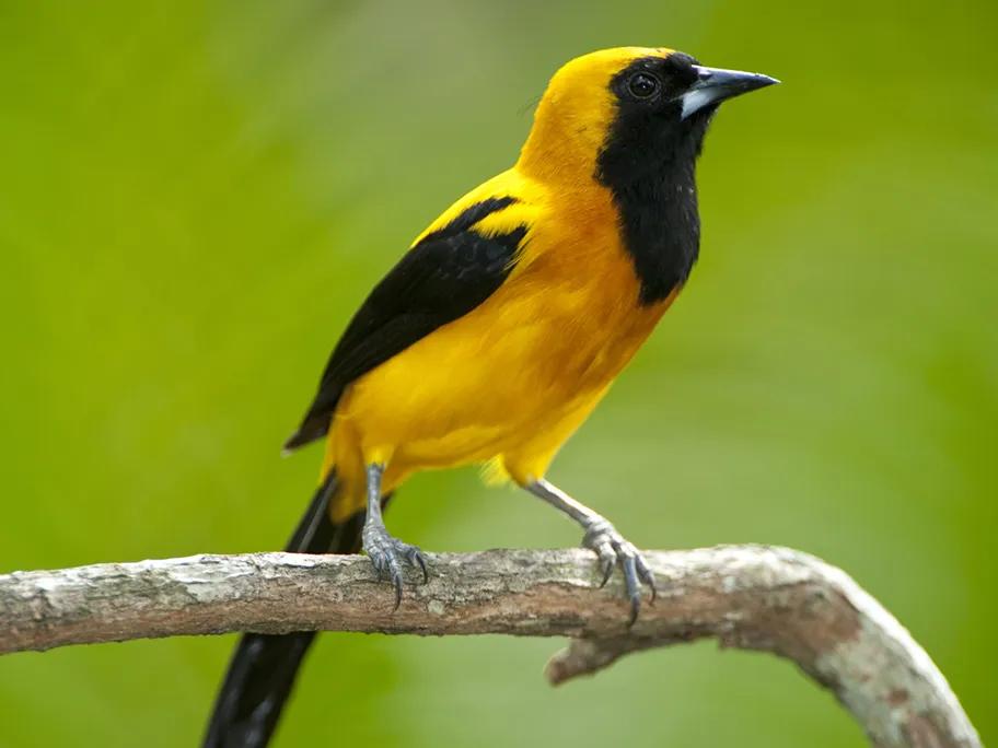 The Yellow-backed oriole in Soberania National Park