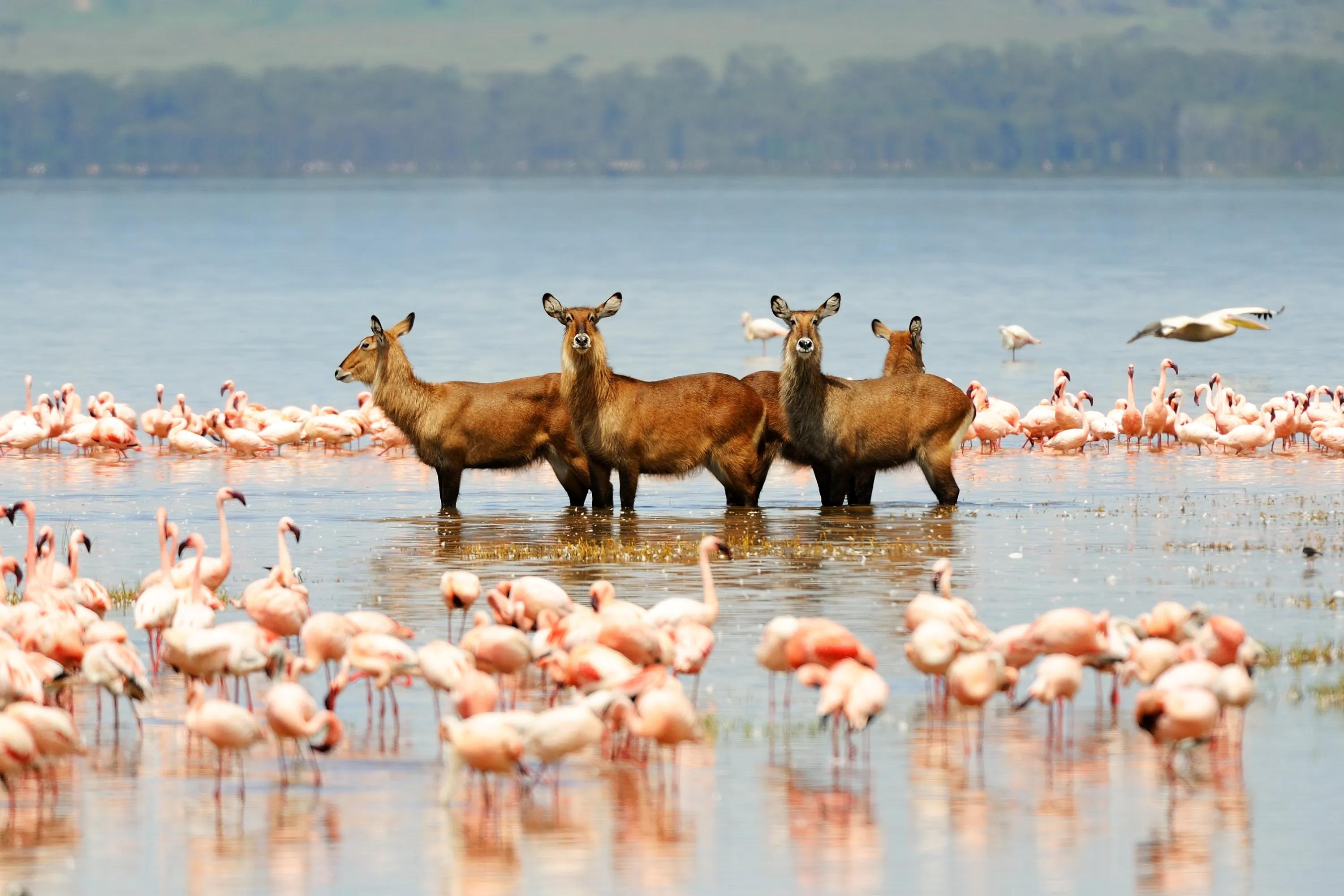 Lake teeming with flamingos in Arusha National Park