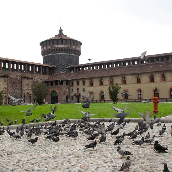 Paradise for pigeons