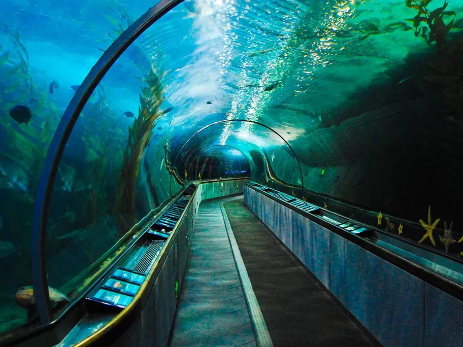 The Aquarium of the Bay at Fisherman’s Wharf