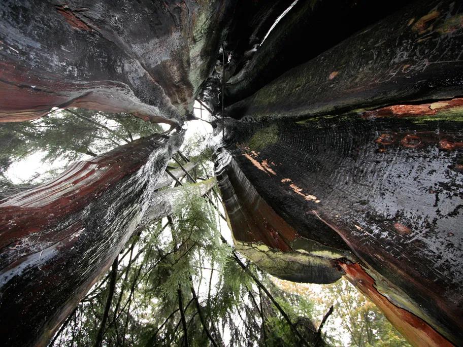 The Stanley Park Hollow Tree