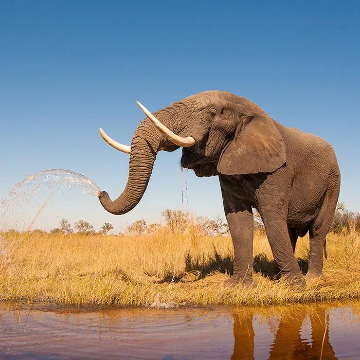 Ahmed was a goldmine for poachers 