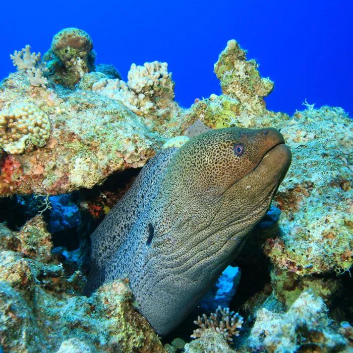A large moray eel