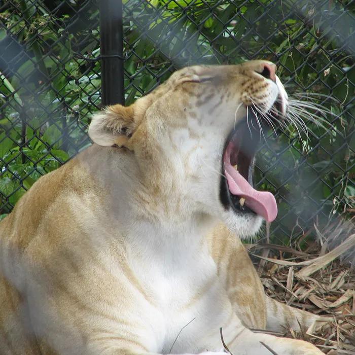 The liger
