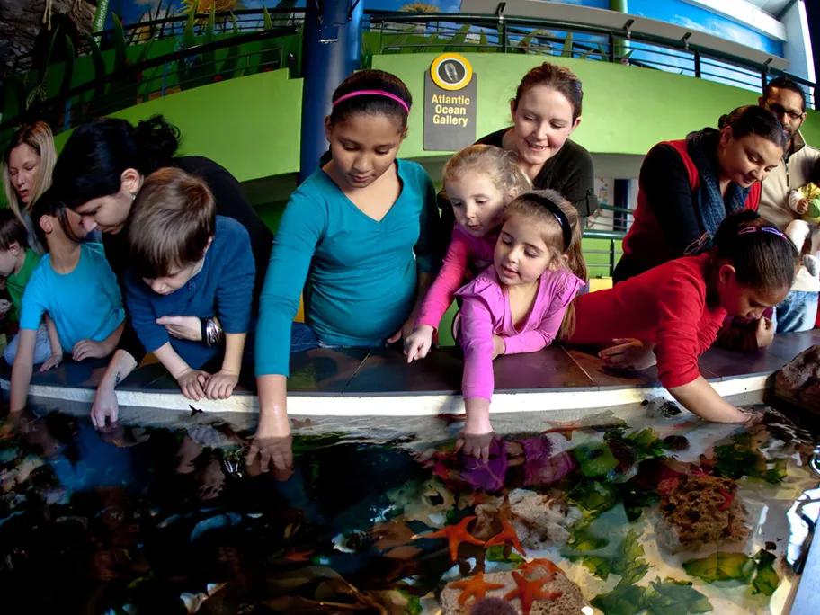 The ‘touch pool’ in the Atlantic Ocean Gallery