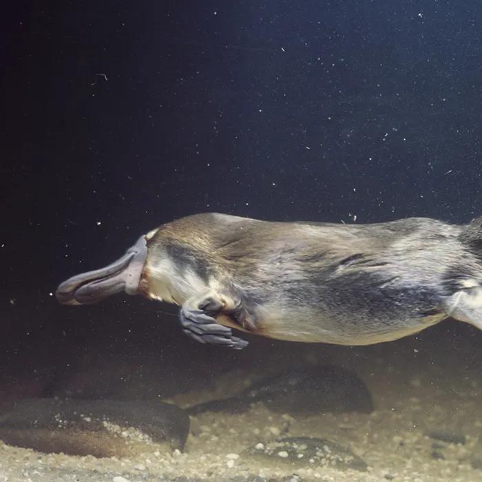A platypus
