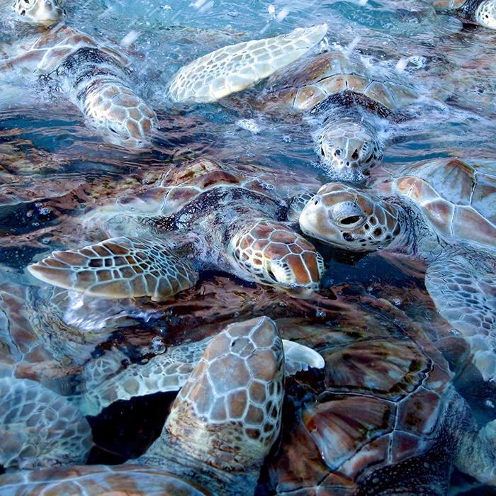 Turtles in the water around Mujeres 