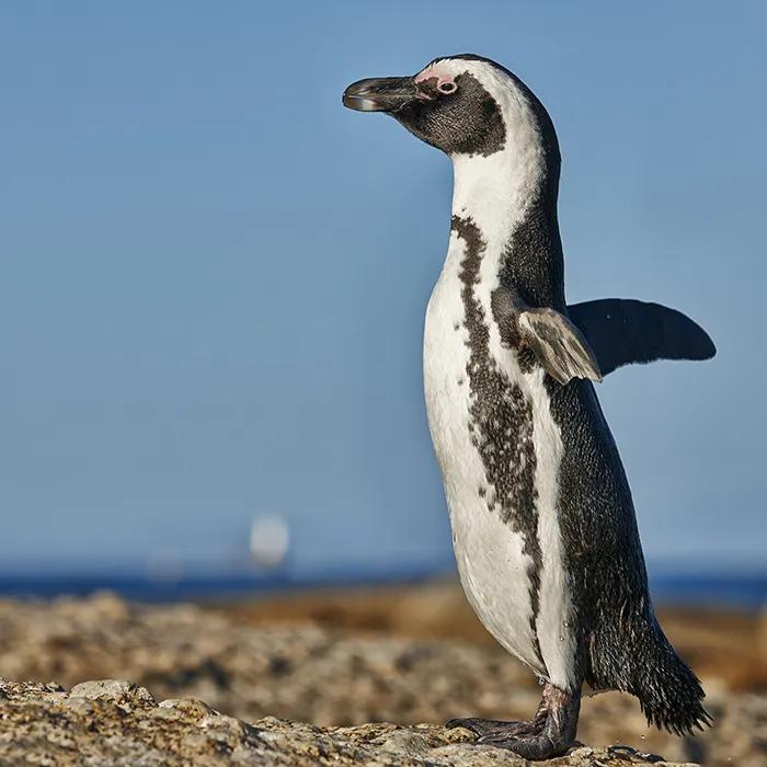 The African penguin