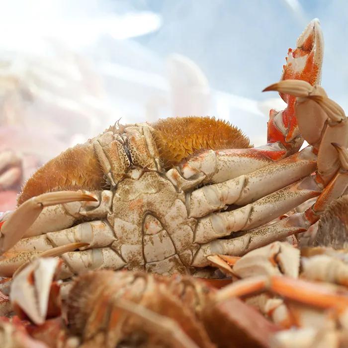 The giant Dungeness crab