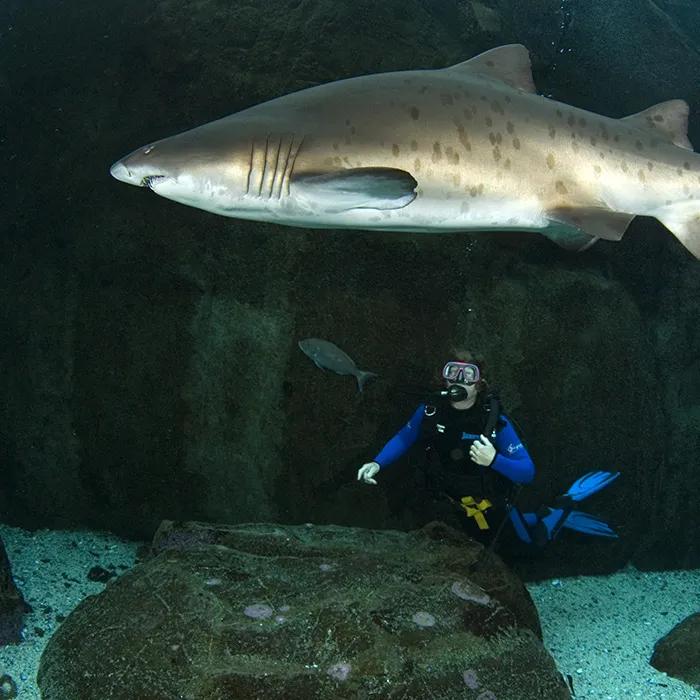 Diver in the I&J Predator Exhibit