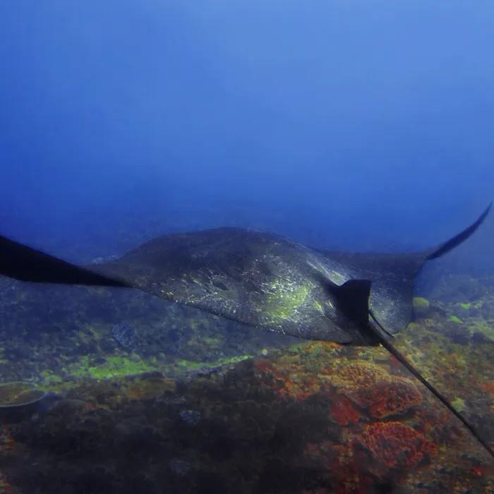 Spot a giant manta ray