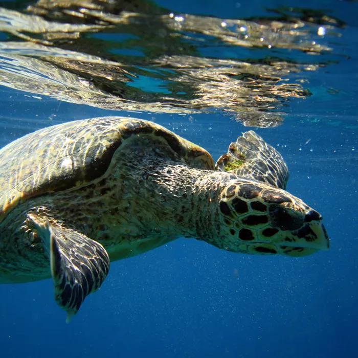 Spotting turtles