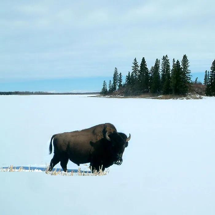 Bison in the snow