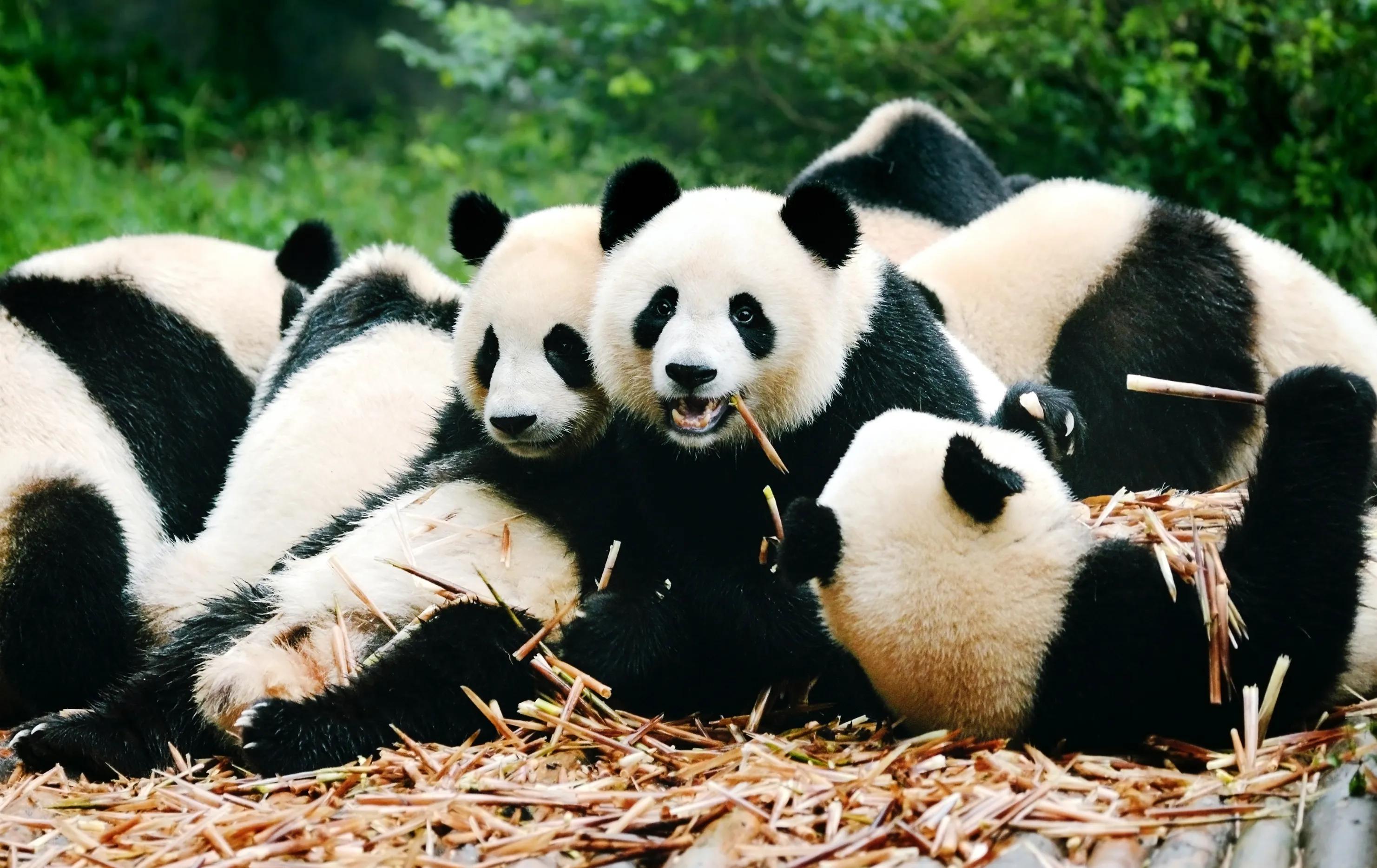 Pandas in the Giant Panda Reserve