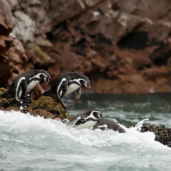 Humboldt Penguin