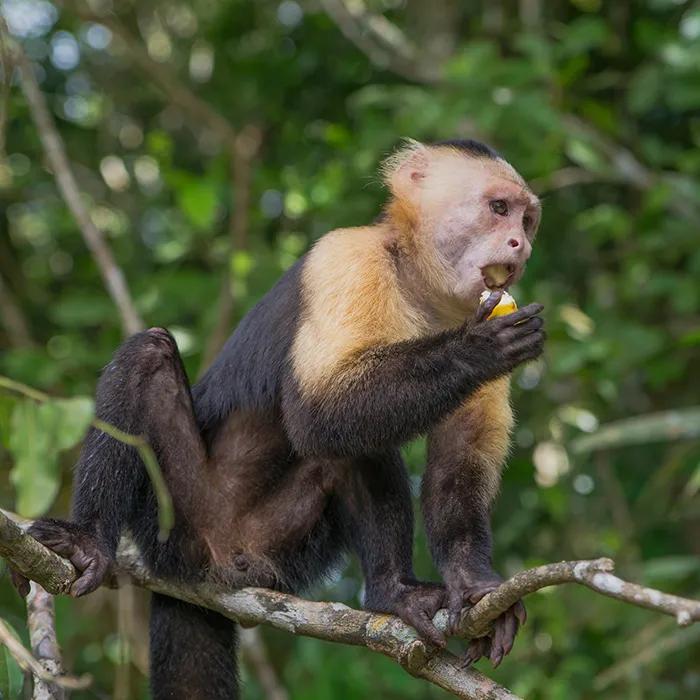 Capuchin monkey on Monkey Island