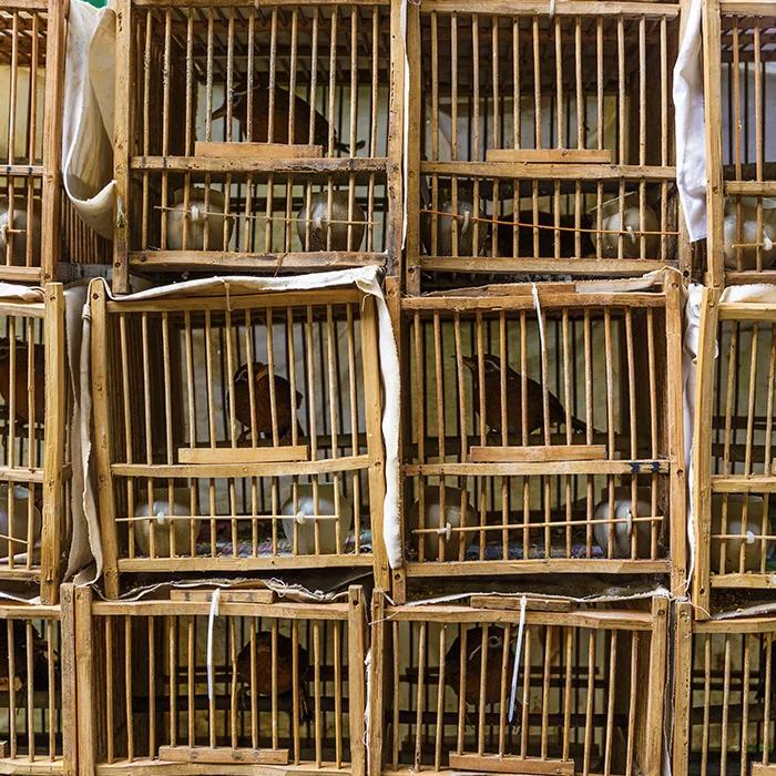 Bird garden in Yuen Po Street