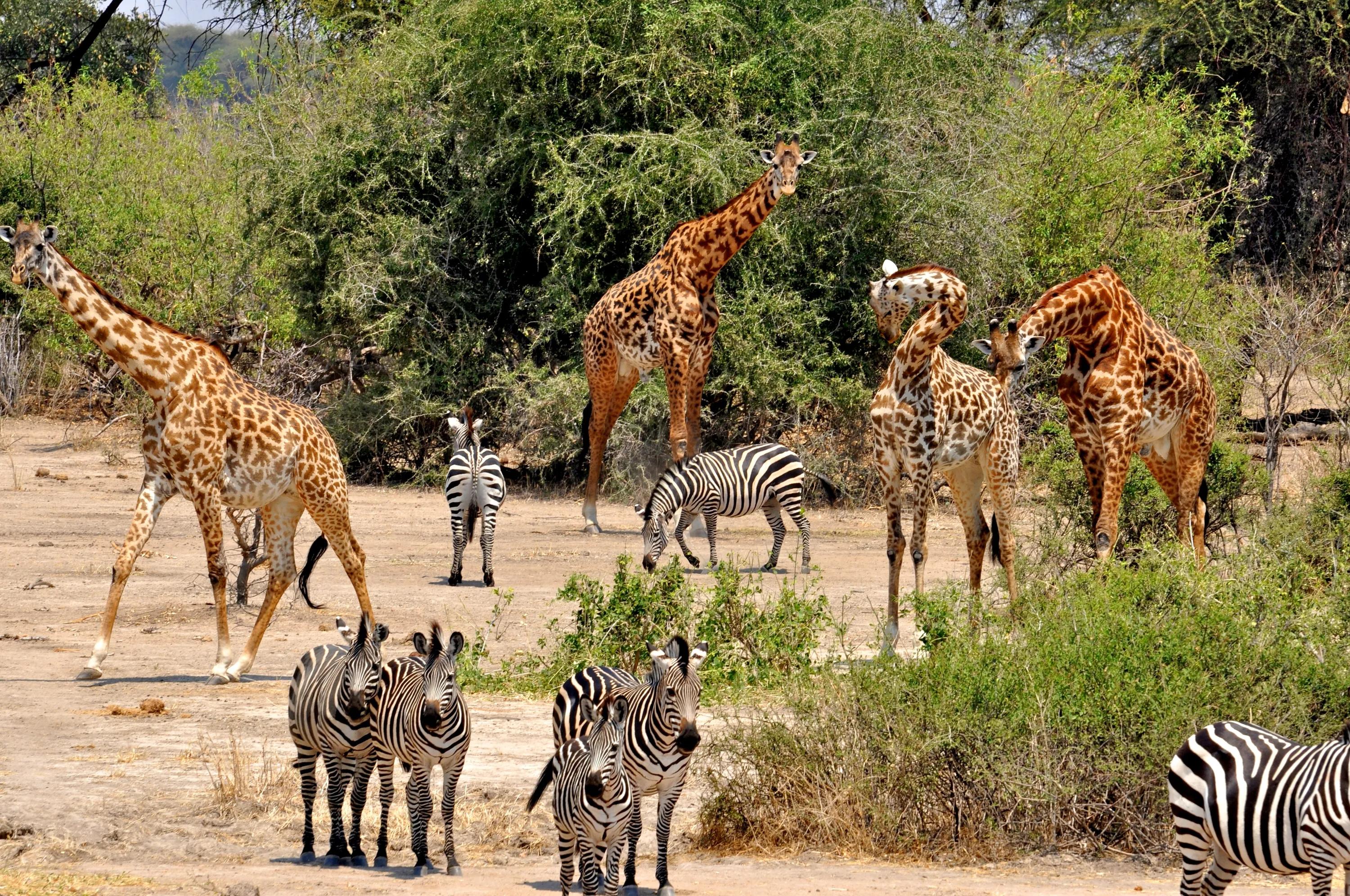 Wildlife in Arusha National Park