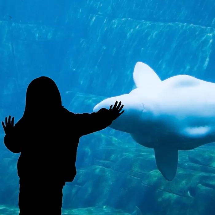 The Vancouver Aquarium