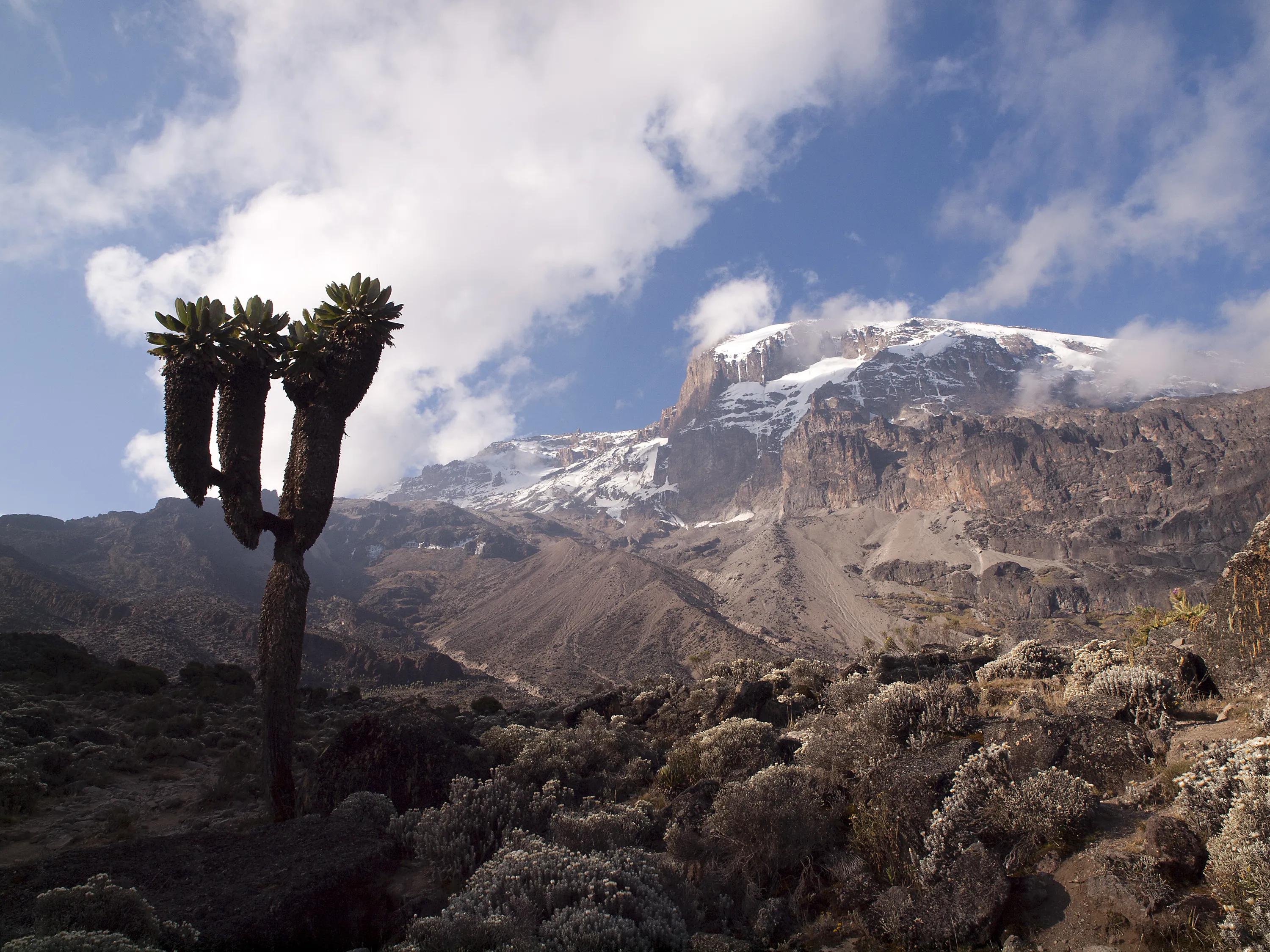 View of Mount Kilimanjaro
