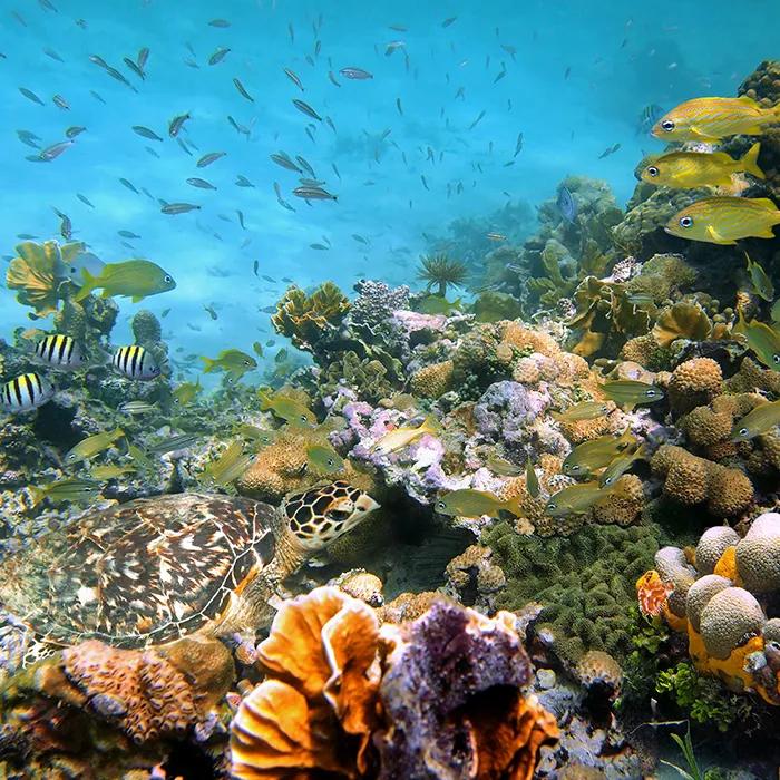 Costa Rica offers fabulous scuba diving