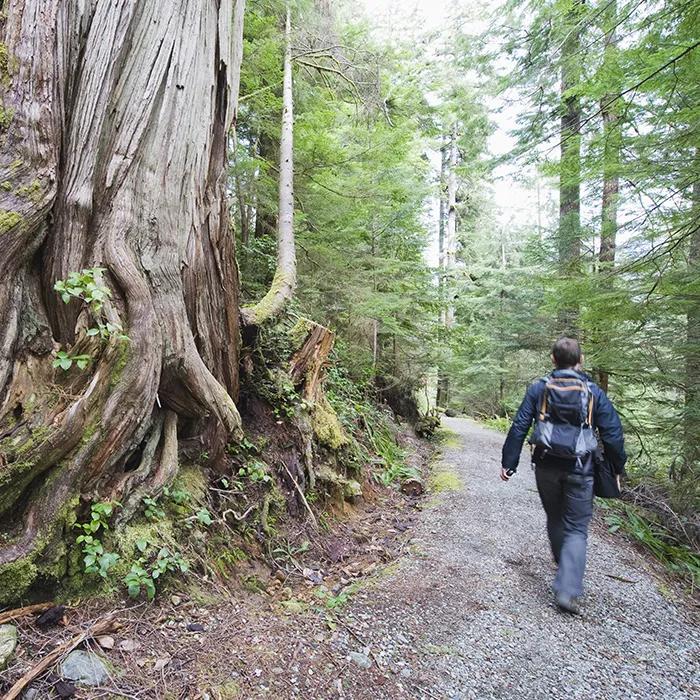 Giant trees in Carmanah Walbran Provincial Park