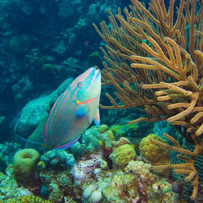 The colourful parrotfish are hard to miss