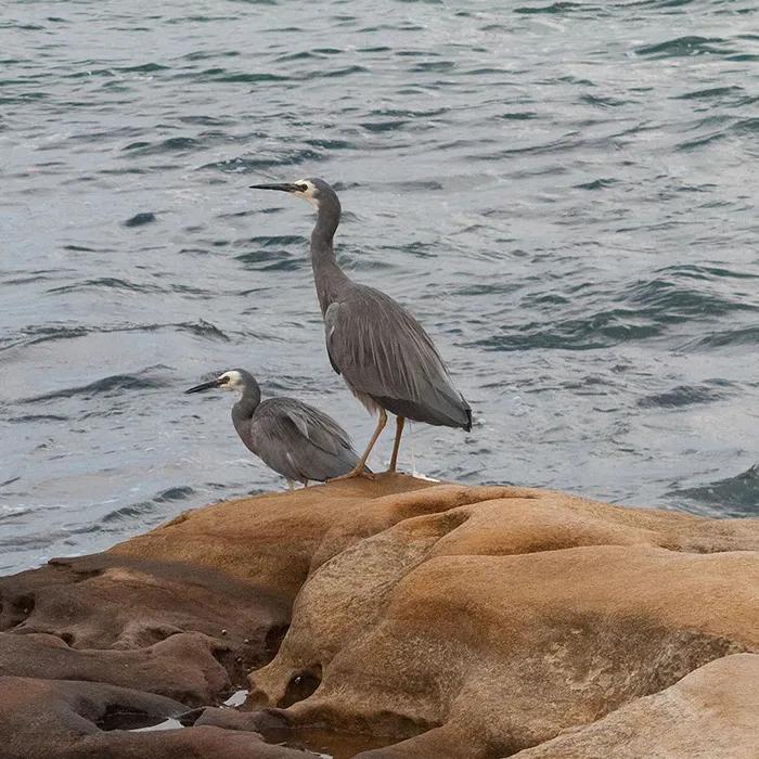 White-faced heron