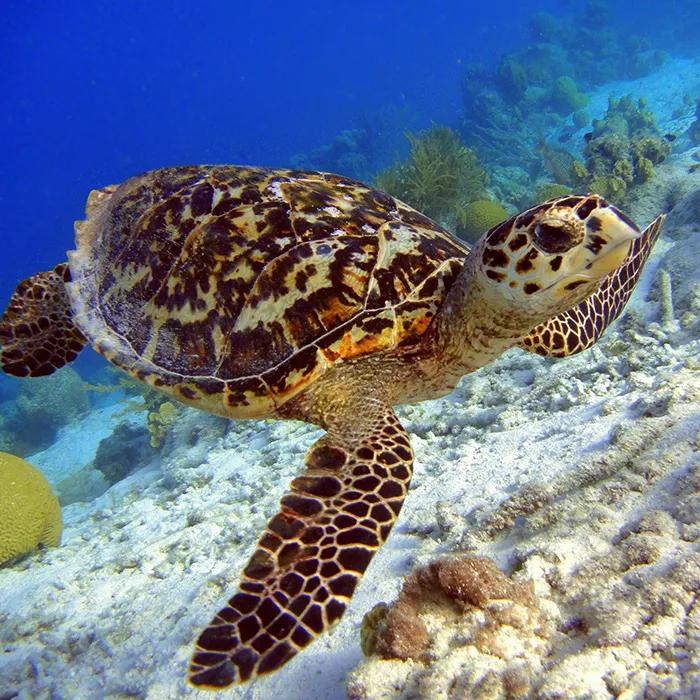 A sea turtle