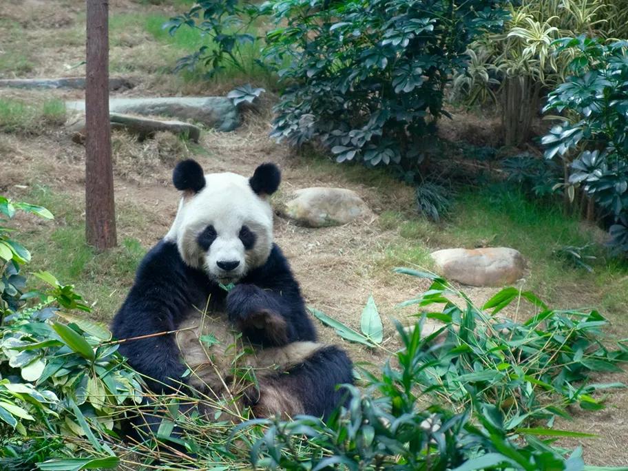 The giant panda in Ocean Park