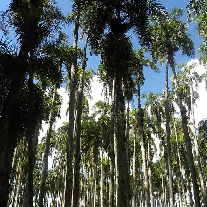 Royal palms