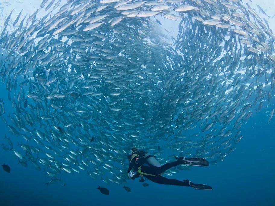 A school of bigeye trevallies